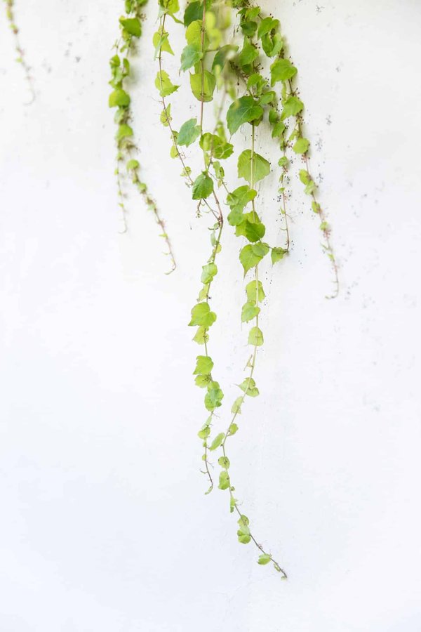 Le faux lierre pour le jardin : un choix judicieux pour votre décoration extérieur